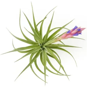 Aeranthos Air Plant