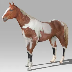 Brown Horse