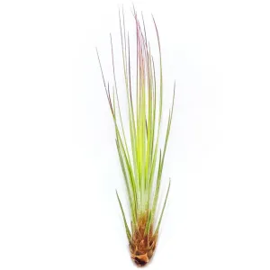 Juncifolia Air Plant (Medium)